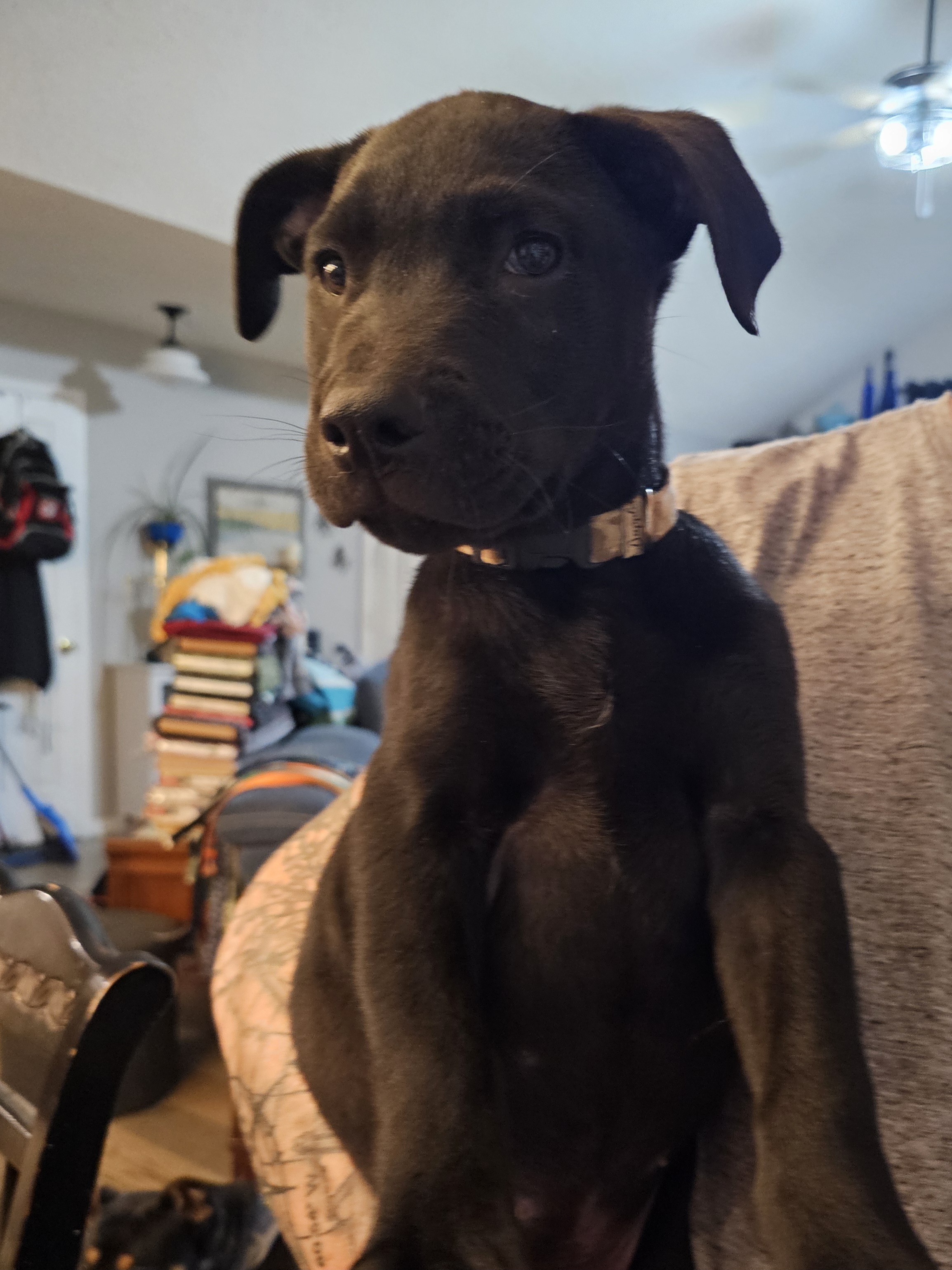 Gregory, Adopted, Young Male Black Labrador Retriever & Beagle.