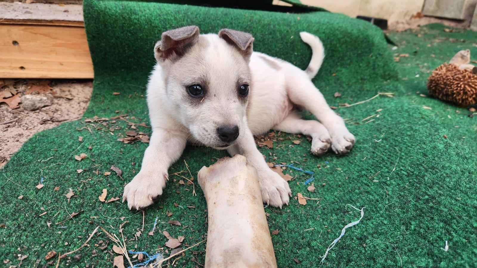 Lola (Waco), Adoptable, Young Female Australian Cattle Dog / Blue Heeler.