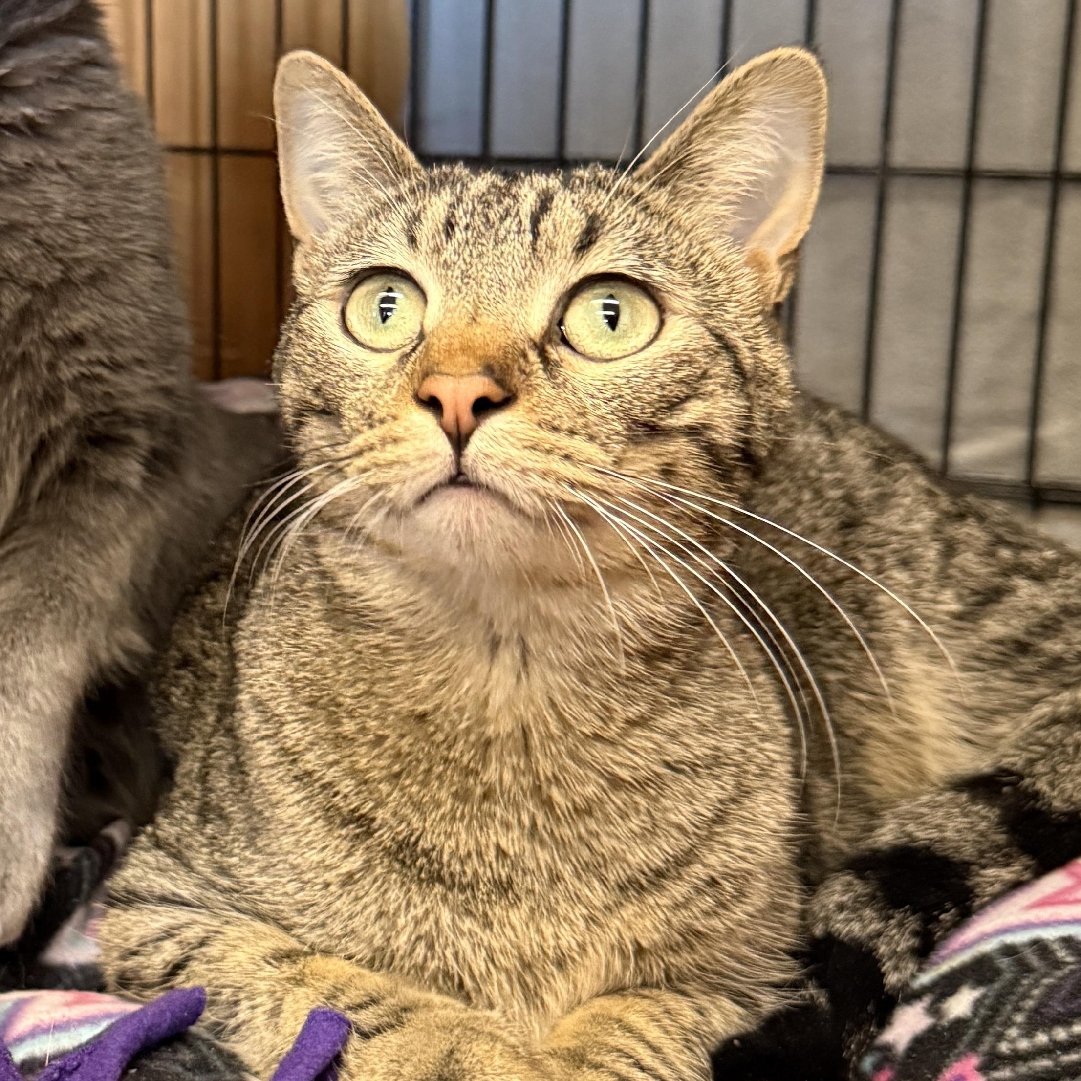 Kringle, adopted, Young Male Domestic Short Hair.