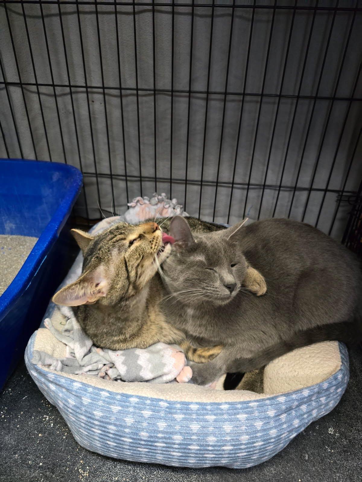 Enlarge Kringle, an adopted Domestic Short Hair in Des Moines, IA image 2/2