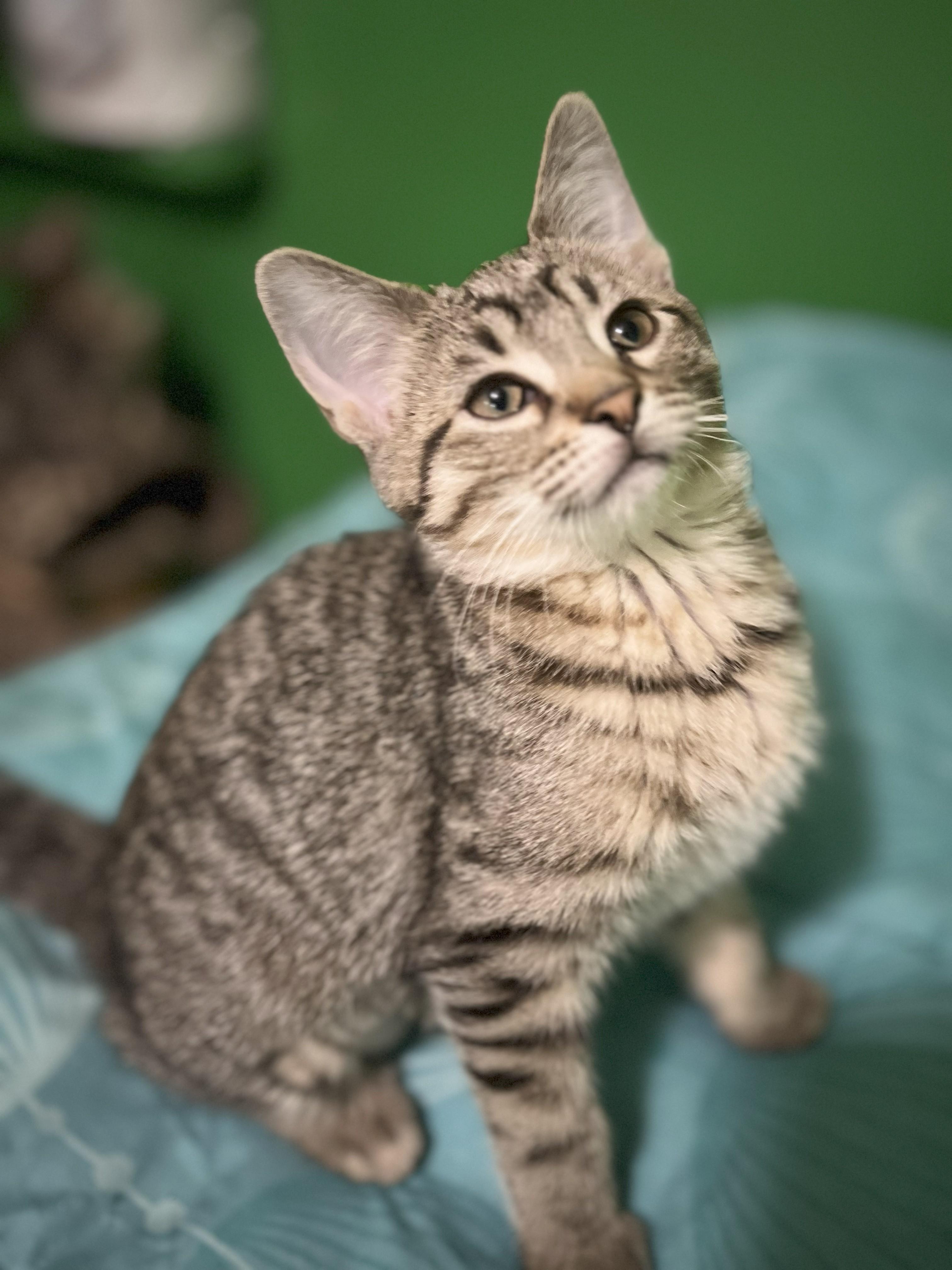 Enlarge DAISY, a Adoptable Domestic Short Hair in Chicago Ridge, IL image 1/1