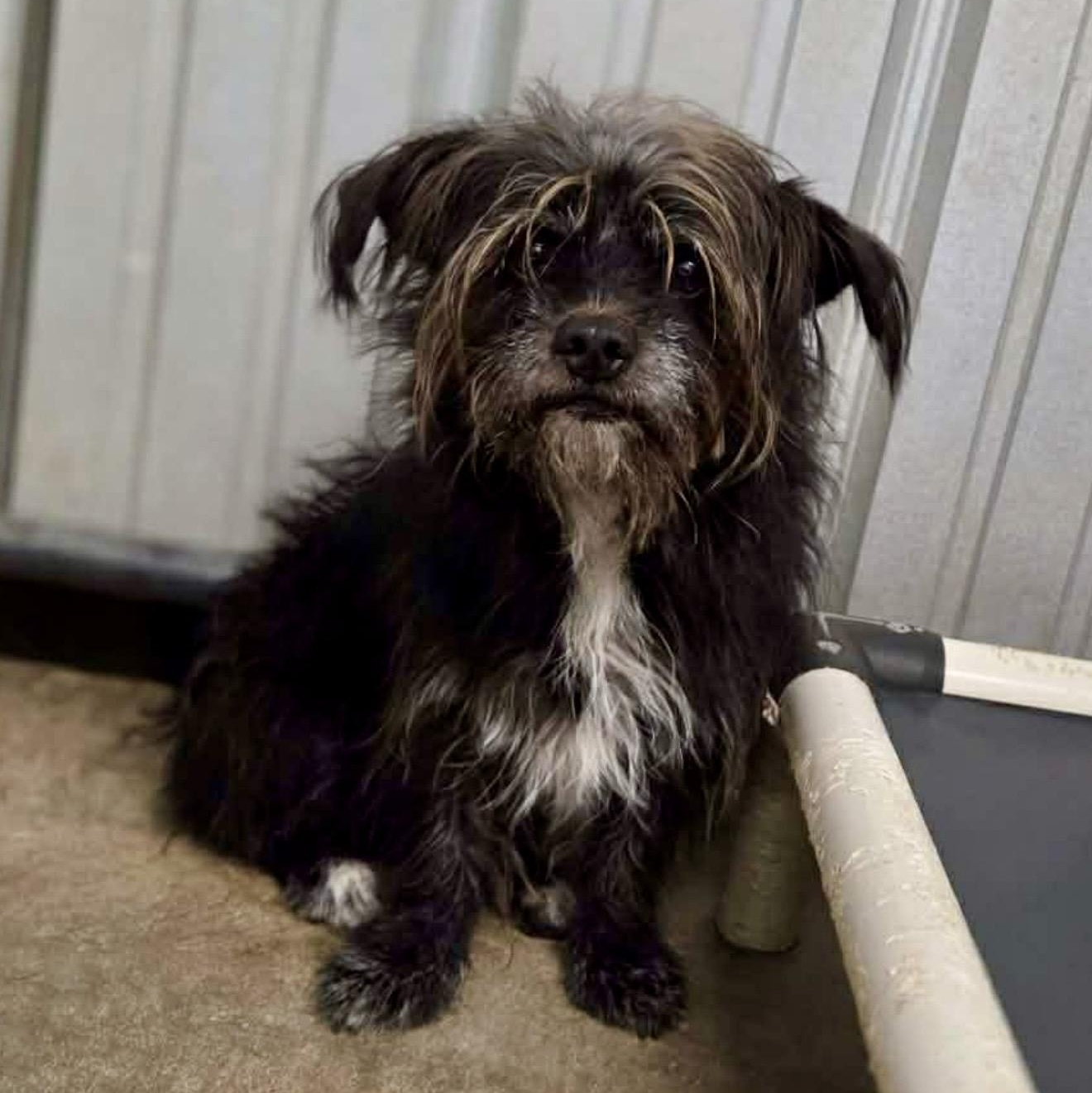 Enlarge Hercules , a ADOPTABLE mixed breed in Pelham, NH image 3/6