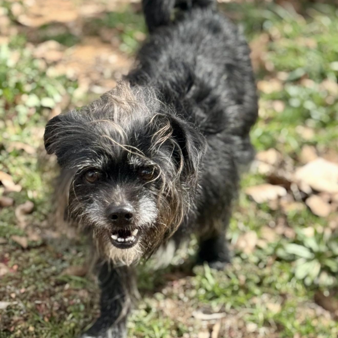 Enlarge Hercules , a ADOPTABLE mixed breed in Pelham, NH image 1/6