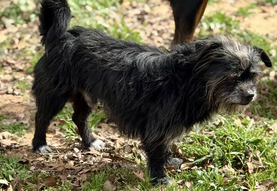 Enlarge Hercules , a ADOPTABLE mixed breed in Pelham, NH image 6/6