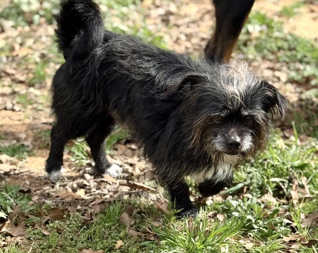 Enlarge Hercules , a ADOPTABLE mixed breed in Pelham, NH image 5/6