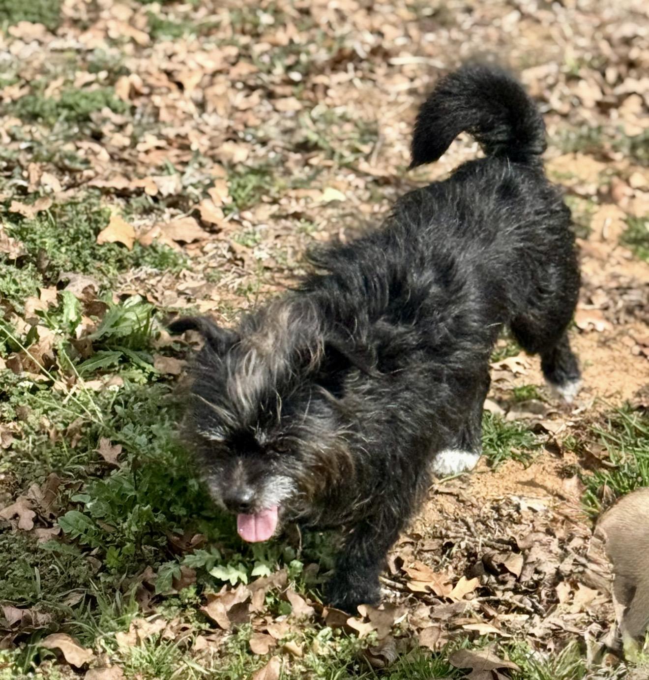 Enlarge Hercules , a ADOPTABLE mixed breed in Pelham, NH image 4/6
