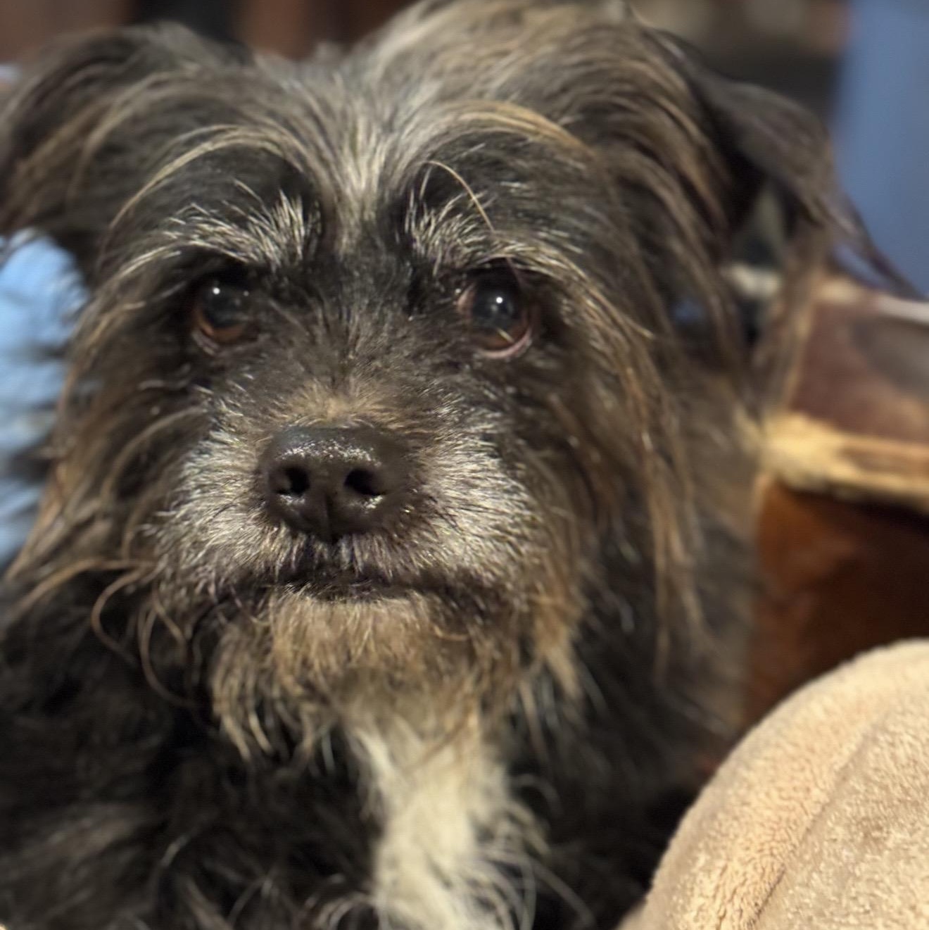 Enlarge Hercules , a ADOPTABLE mixed breed in Pelham, NH image 2/6