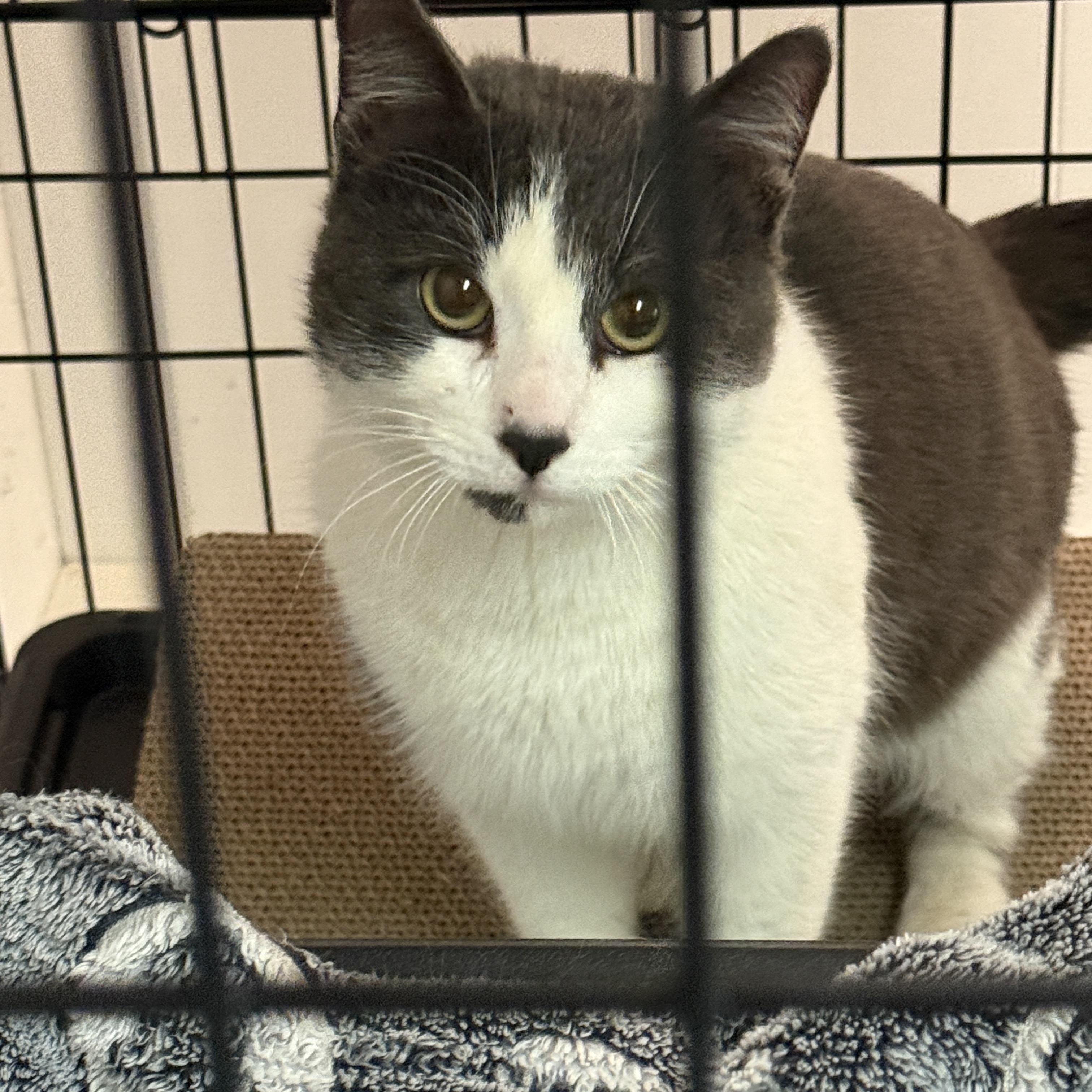 Sterling, adopted, Young Male Domestic Short Hair.