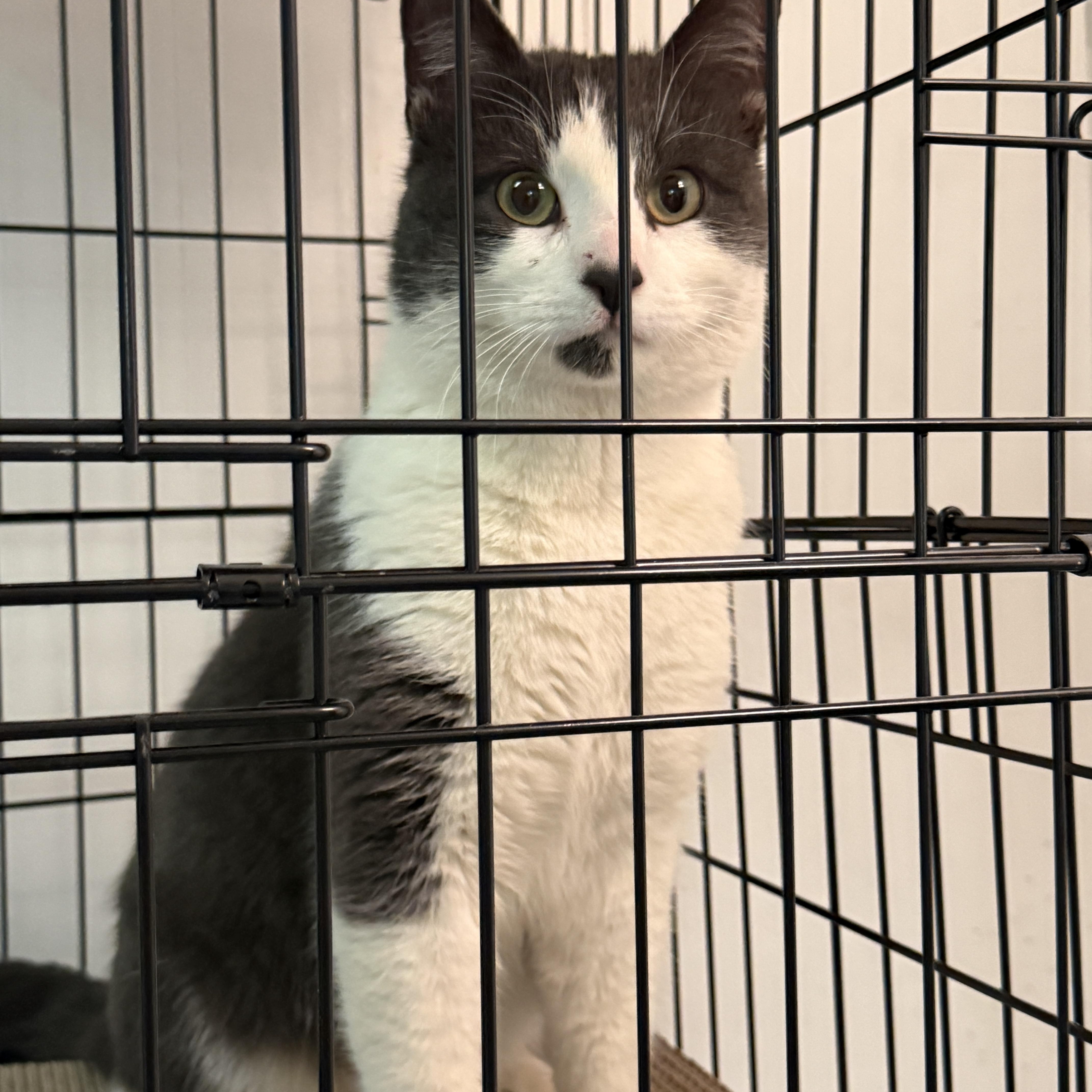 Sterling, an adopted Domestic Short Hair in Hibbing, MN image 2/2