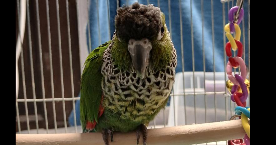 Enlarge Sugar, a Adoptable Conure in Pittsburgh, PA image 1/1