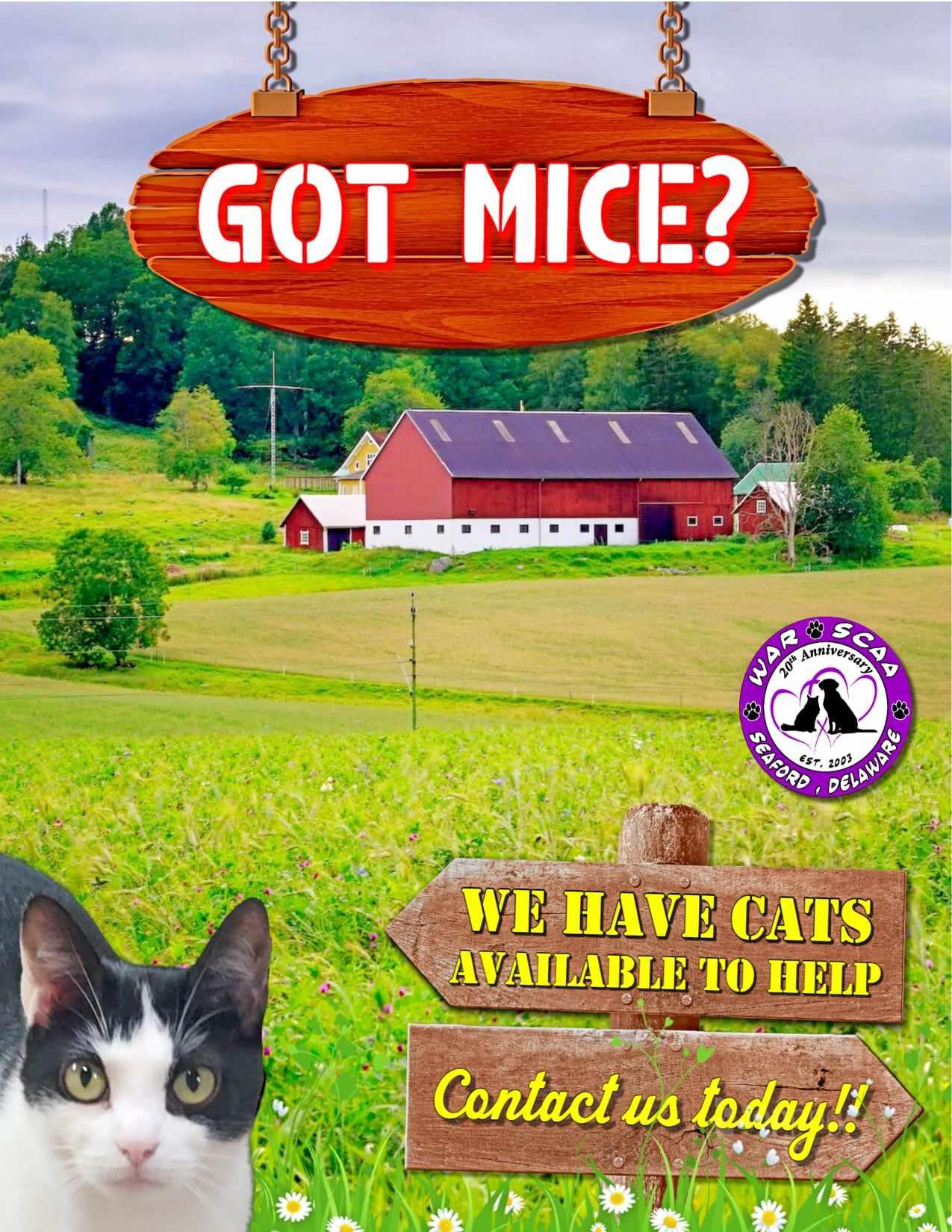 WORKING CATS, Adoptable, Young Female Domestic Short Hair.