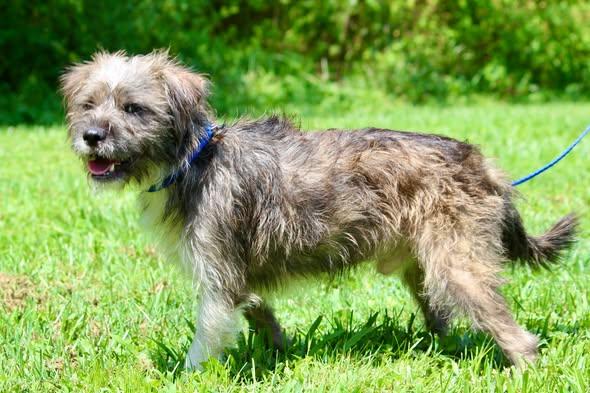 Enlarge YUJI, an adopted Mixed Breed in Brazil, IN image 4/5