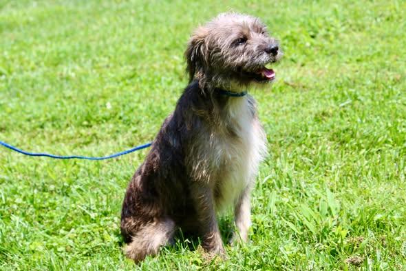 Enlarge YUJI, an adopted Mixed Breed in Brazil, IN image 5/5
