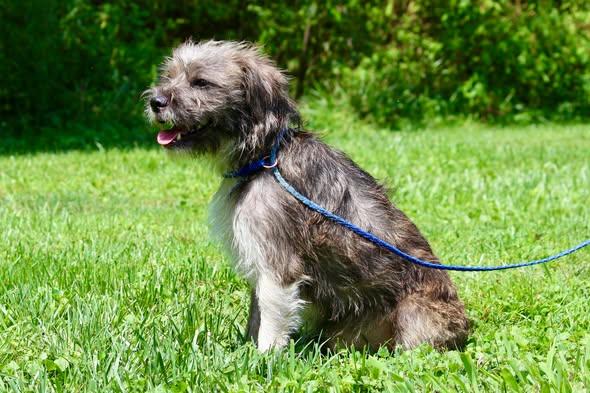 Enlarge YUJI, an adopted Mixed Breed in Brazil, IN image 3/5