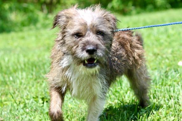 YUJI, adopted, Adult Male Mixed Breed.