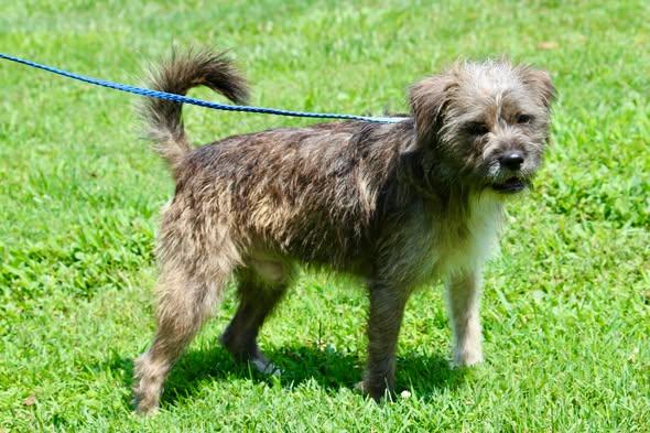 Enlarge YUJI, an adopted Mixed Breed in Brazil, IN image 2/5
