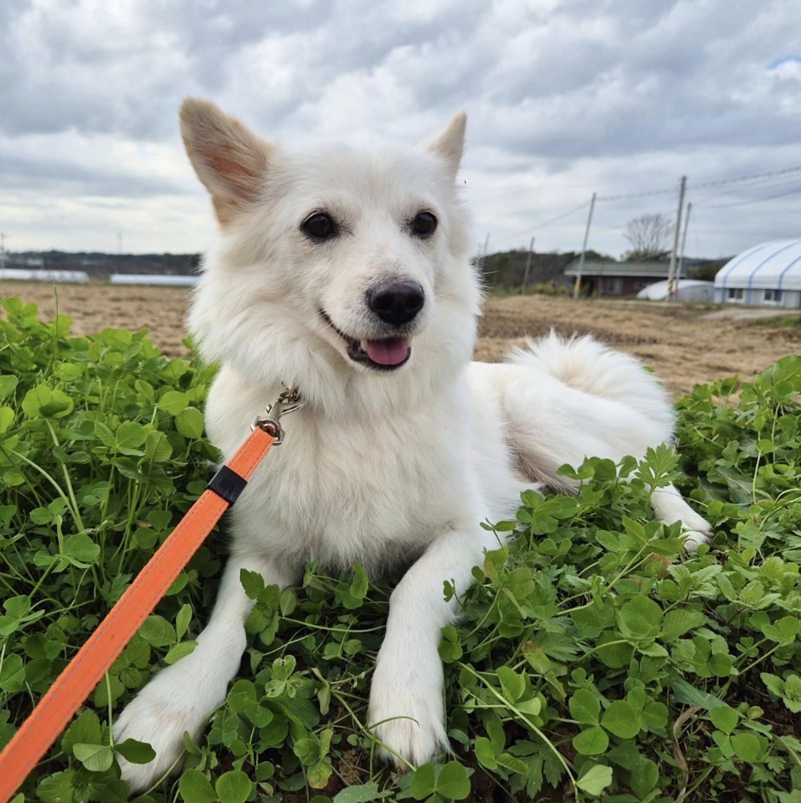 Enlarge Little Samoyed Lisa, a Adoptable mixed breed in Astoria, NY image 1/5