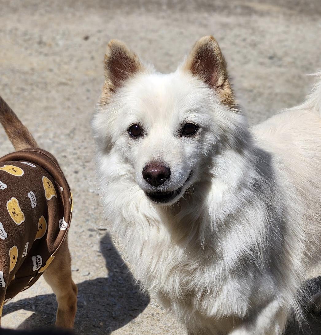 Enlarge Little Samoyed Lisa, a Adoptable mixed breed in Astoria, NY image 5/5
