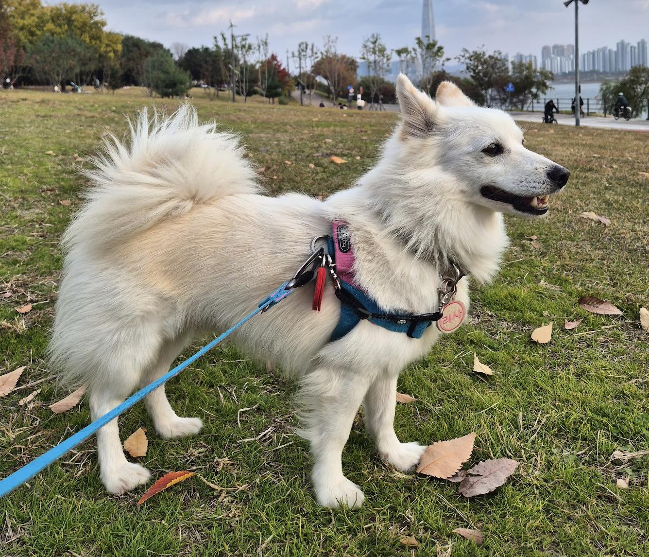 Enlarge Little Samoyed Lisa, a Adoptable mixed breed in Astoria, NY image 4/5