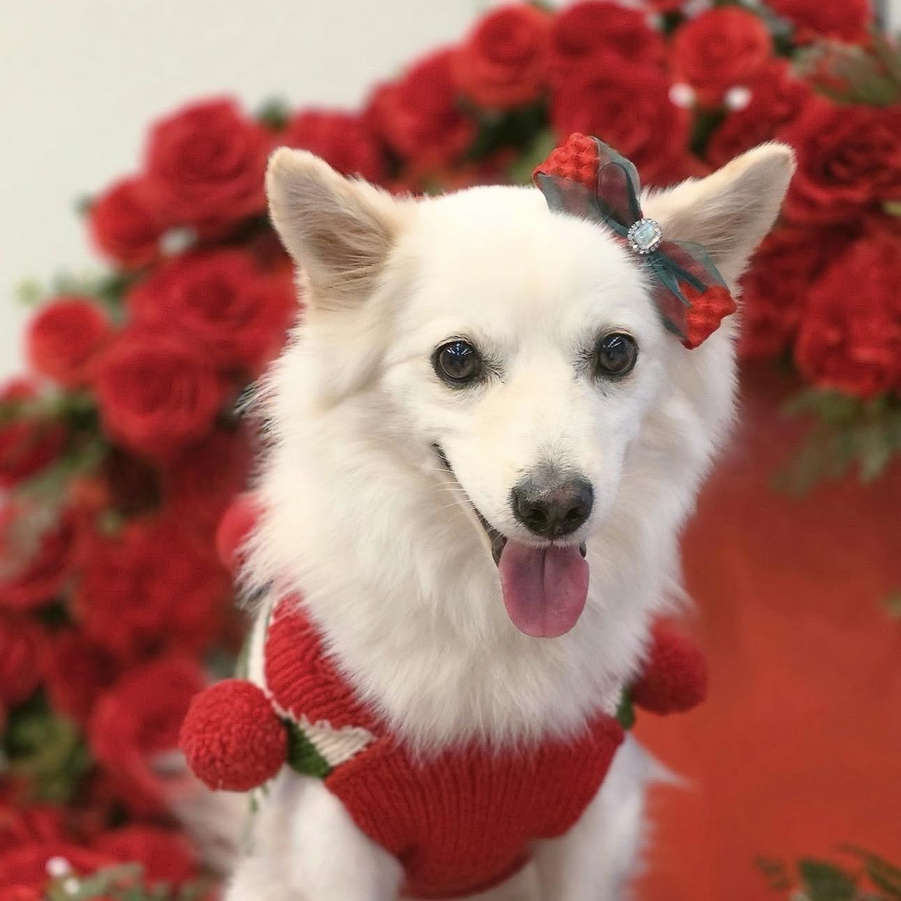 Enlarge Little Samoyed Lisa, a Adoptable mixed breed in Astoria, NY image 2/5