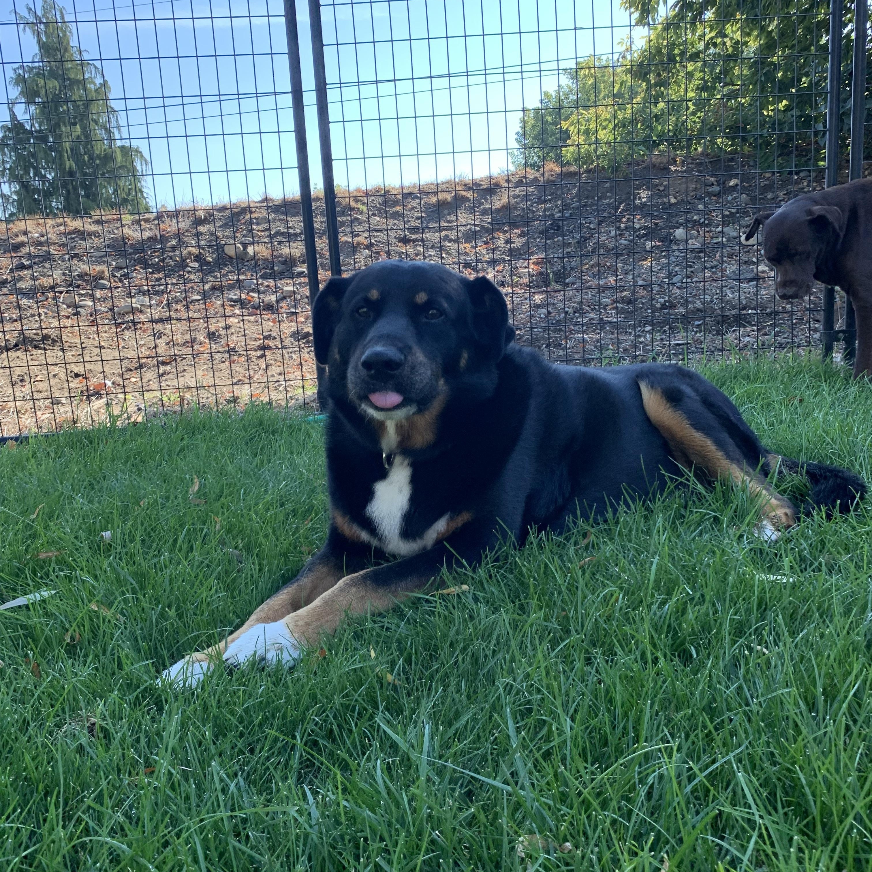 Enlarge Doogie, a Adopted mixed breed in Seattle, WA image 6/6