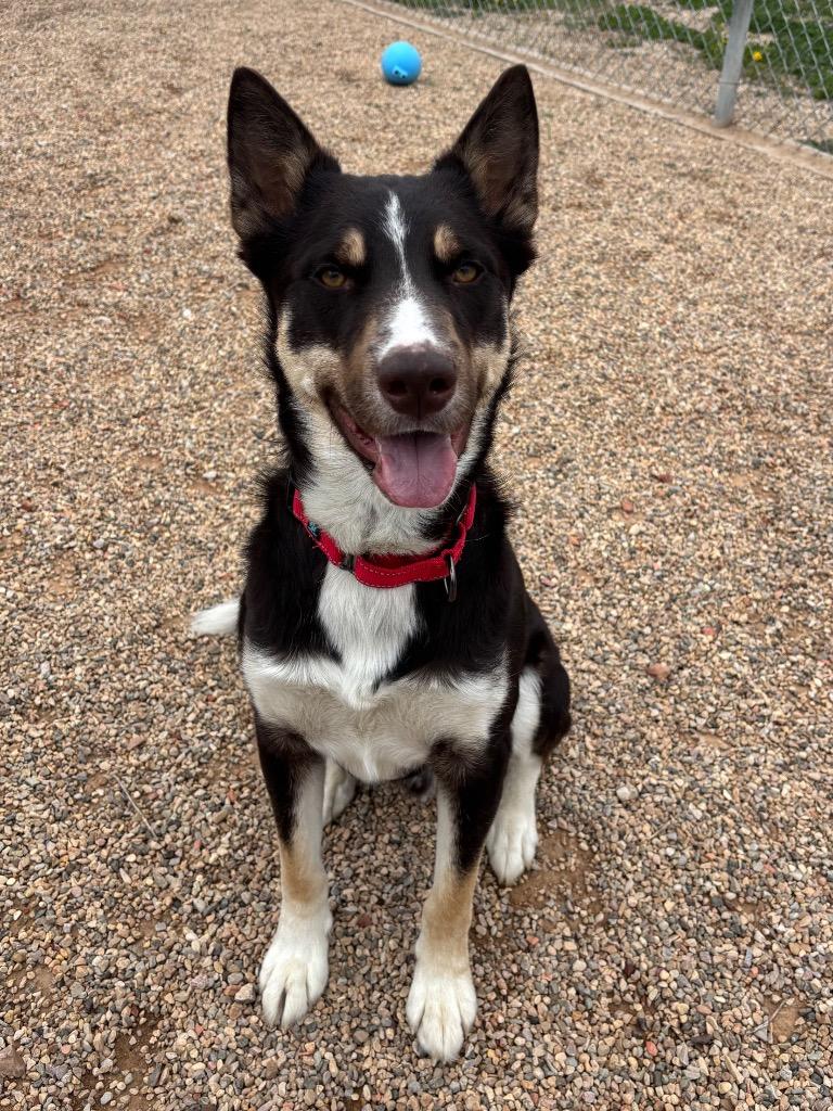 Bandit, Adoptable, Young Male German Shepherd Dog & Husky.