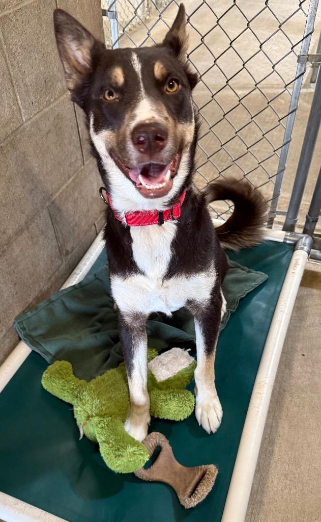 Enlarge Bandit, a Adoptable mixed breed in Gillette, WY image 2/2