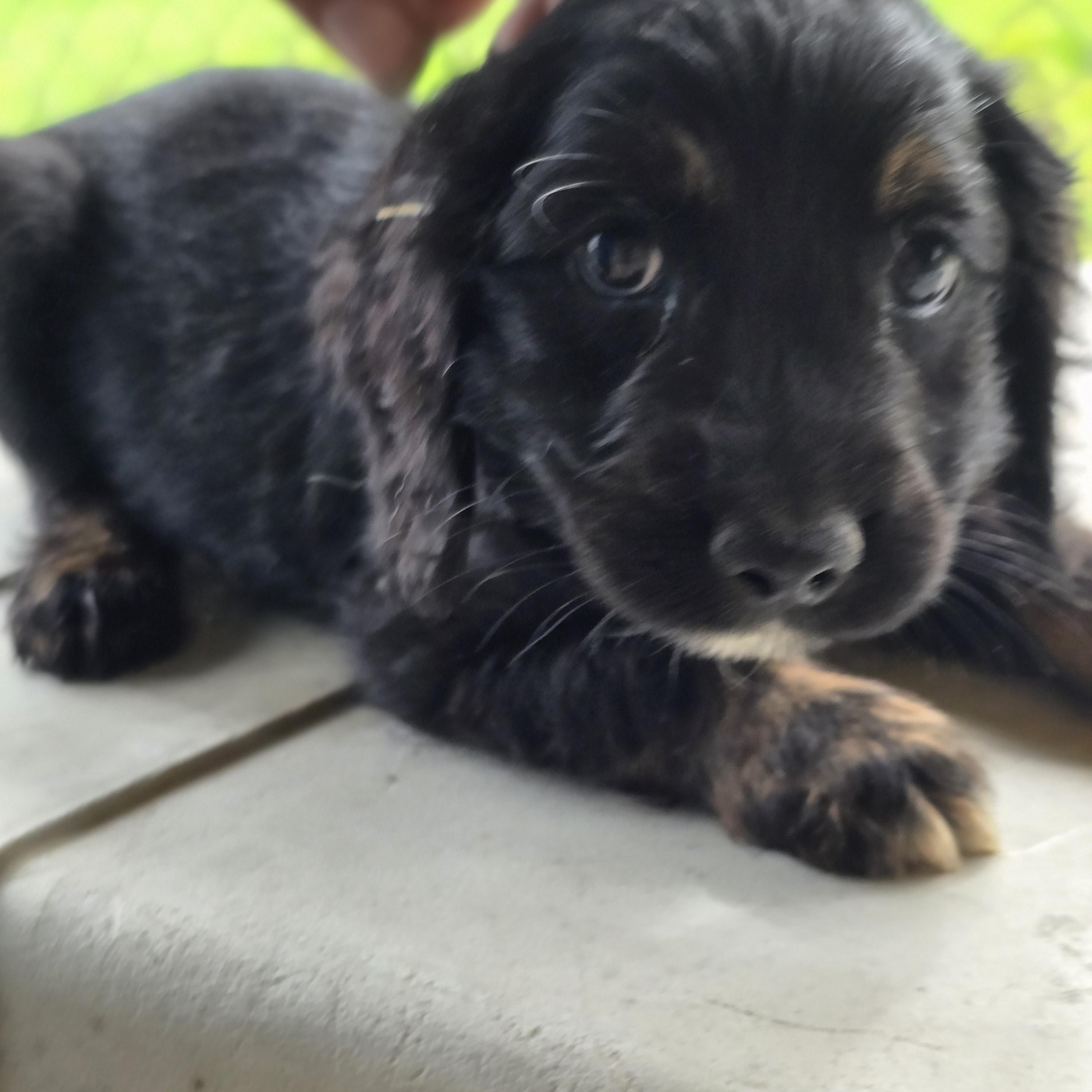Coby, adopted, Puppy Male Cocker Spaniel & Miniature Schnauzer.