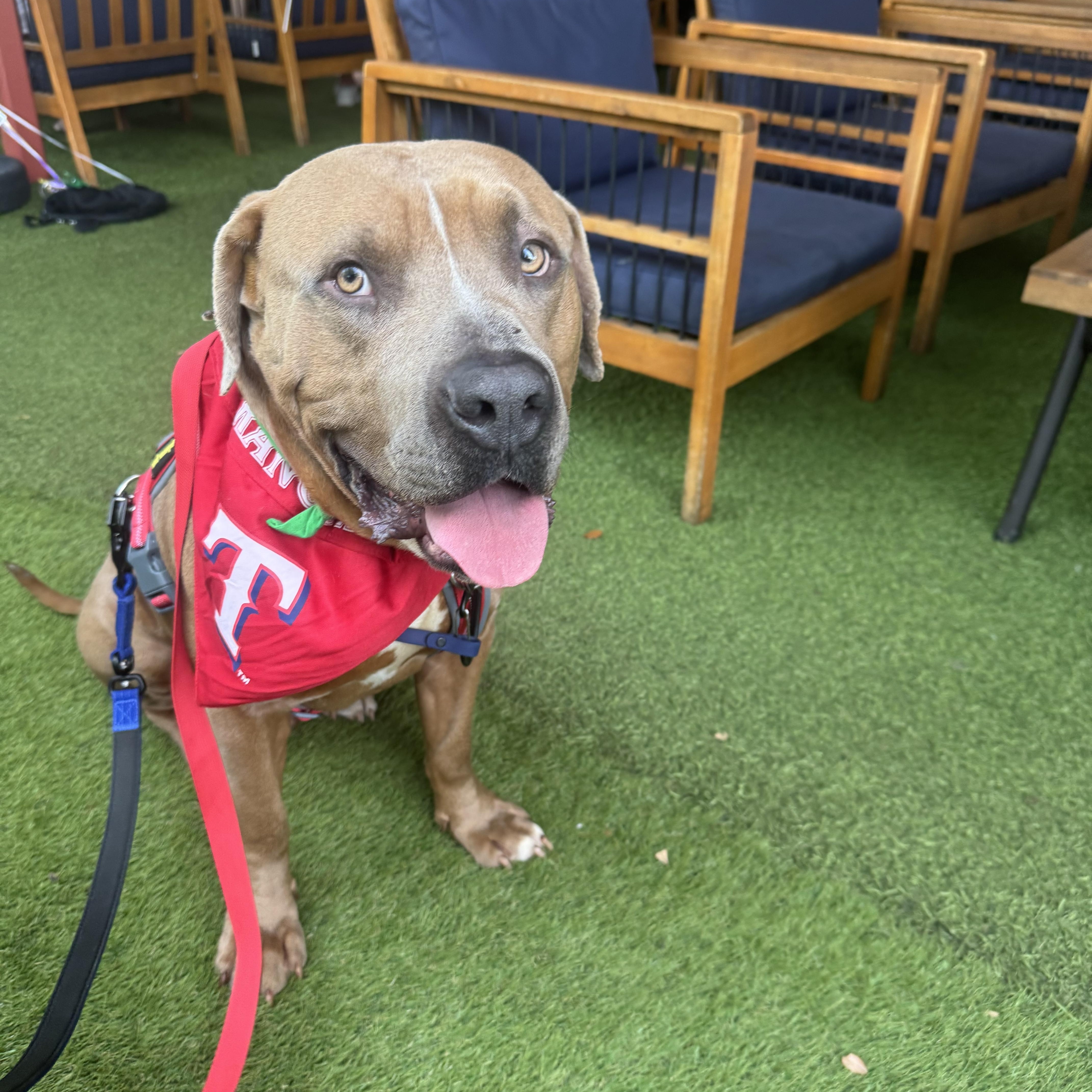 RANGER, adopted, Young Male Pit Bull Terrier & Cane Corso.