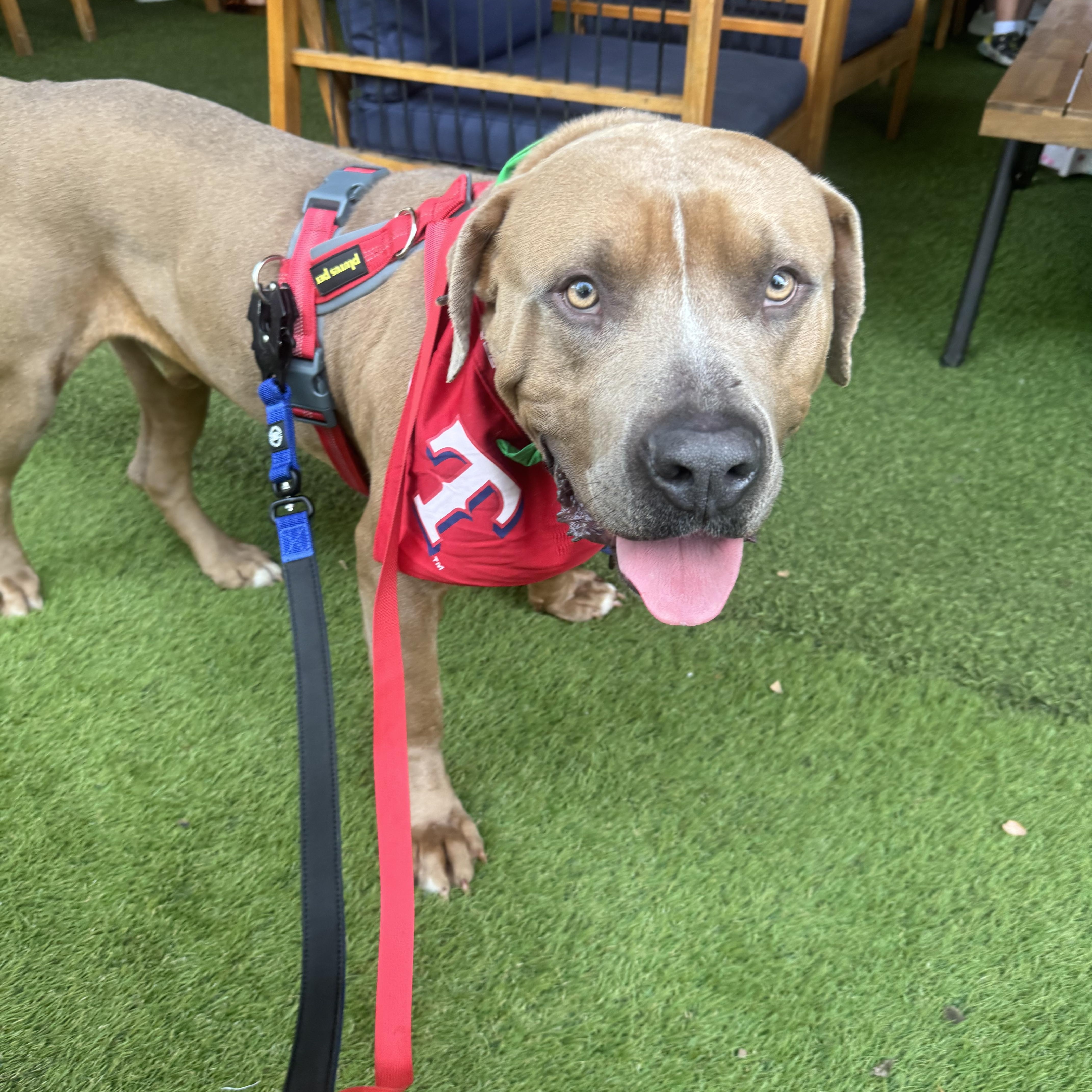 RANGER, an adopted mixed breed in Raleigh, NC image 2/5