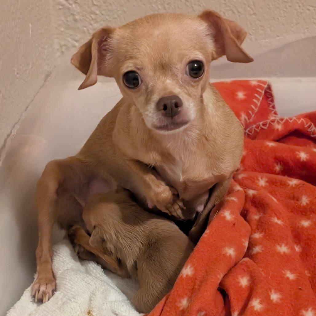 Nutmeg C-34486, Adoptable, Adult Female Chihuahua.