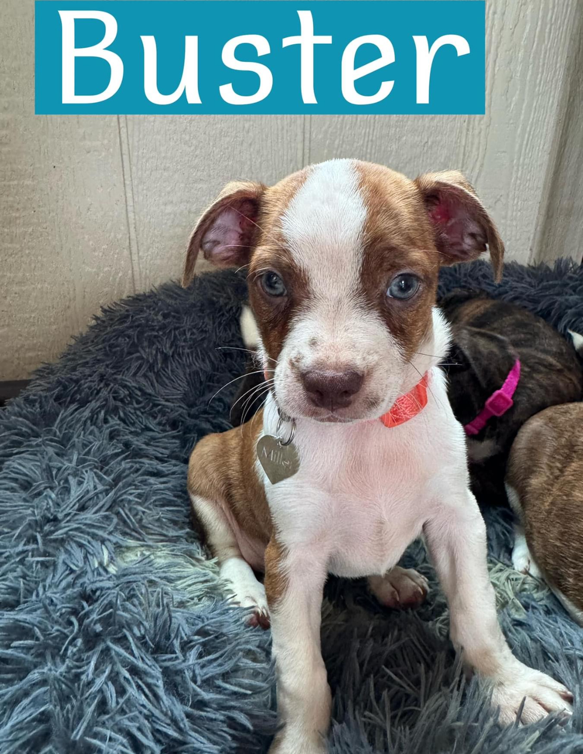 Buster, Adopted, Puppy Male Chiweenie.