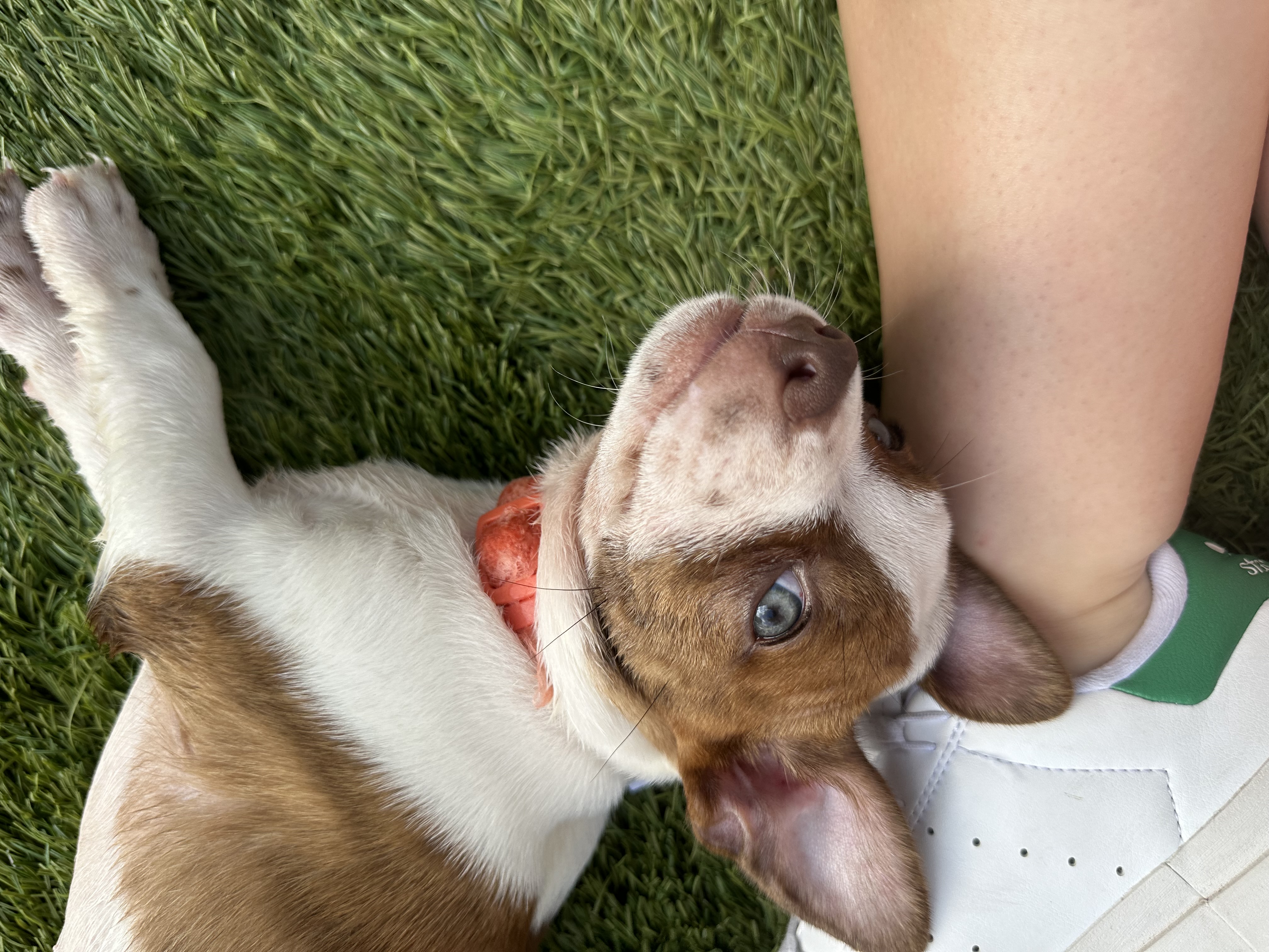 Enlarge Buster, a Adopted Chiweenie in Southlake, TX image 2/4