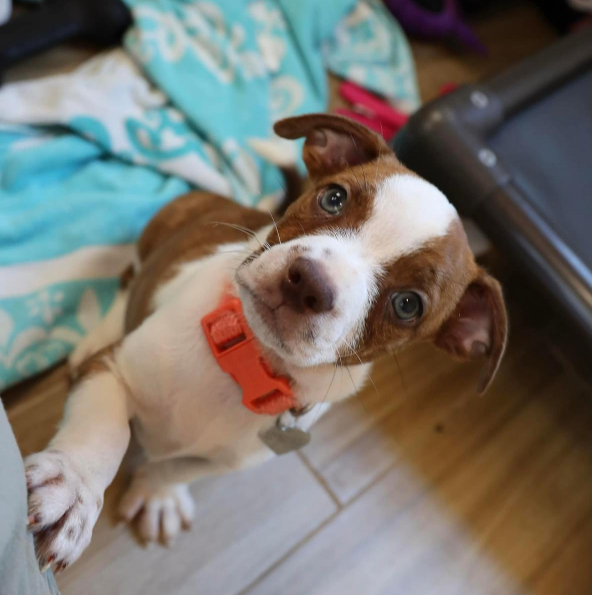 Enlarge Buster, a Adopted Chiweenie in Southlake, TX image 3/4