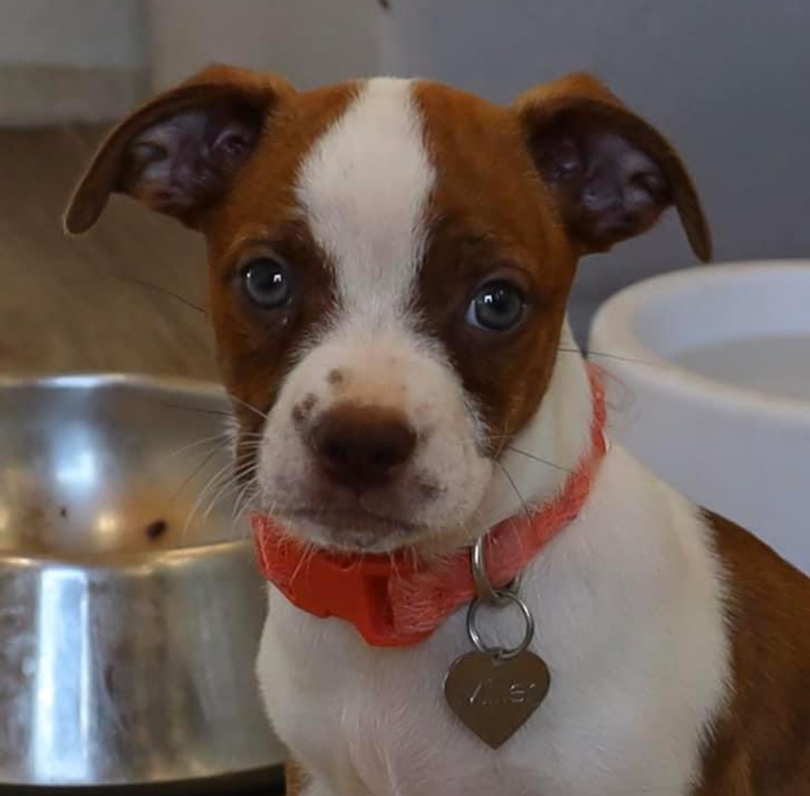 Enlarge Buster, a Adopted Chiweenie in Southlake, TX image 4/4