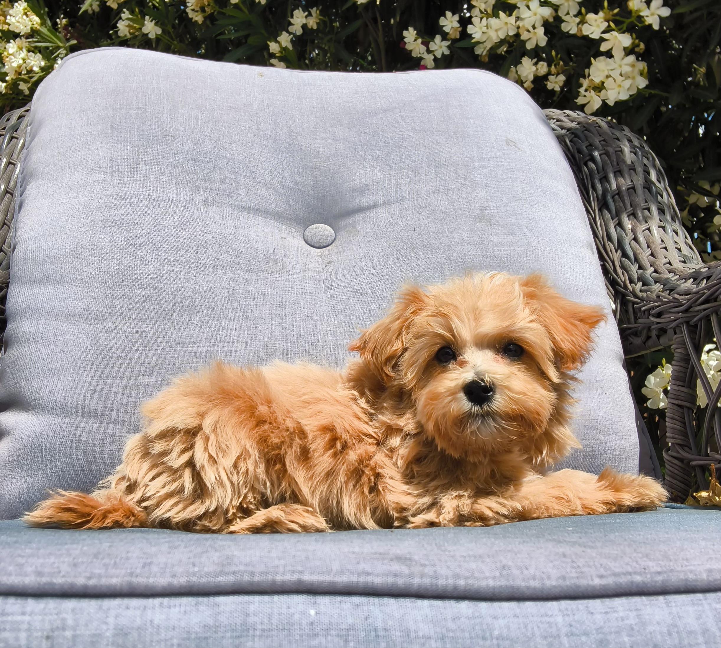 Rusty, adopted, Puppy Male Malshi & Miniature Poodle.