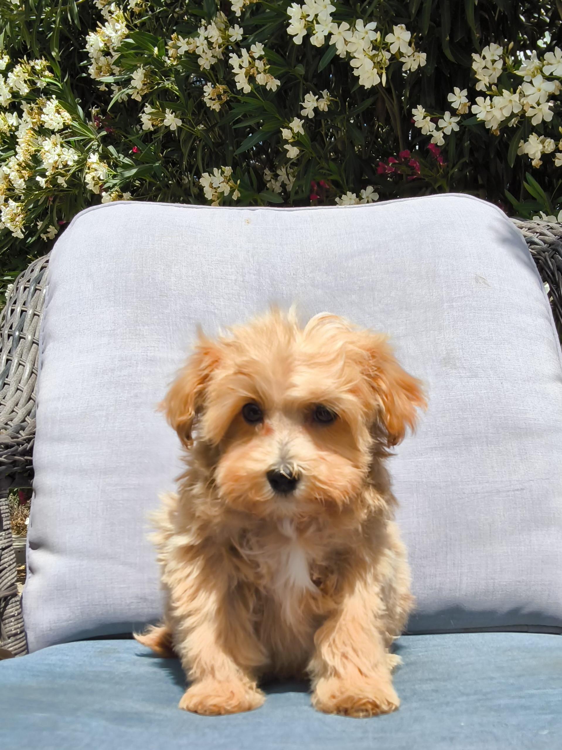 Rusty, an adopted mixed breed in ontario, CA image 4/5