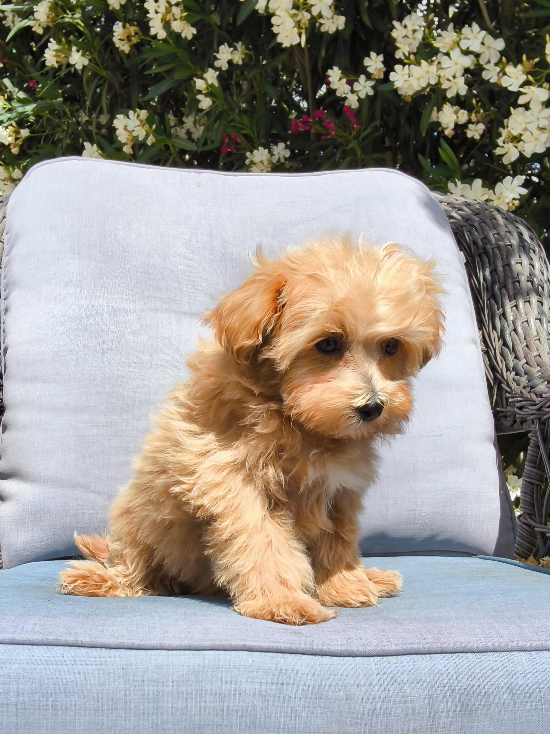 Rusty, an adopted mixed breed in ontario, CA image 5/5