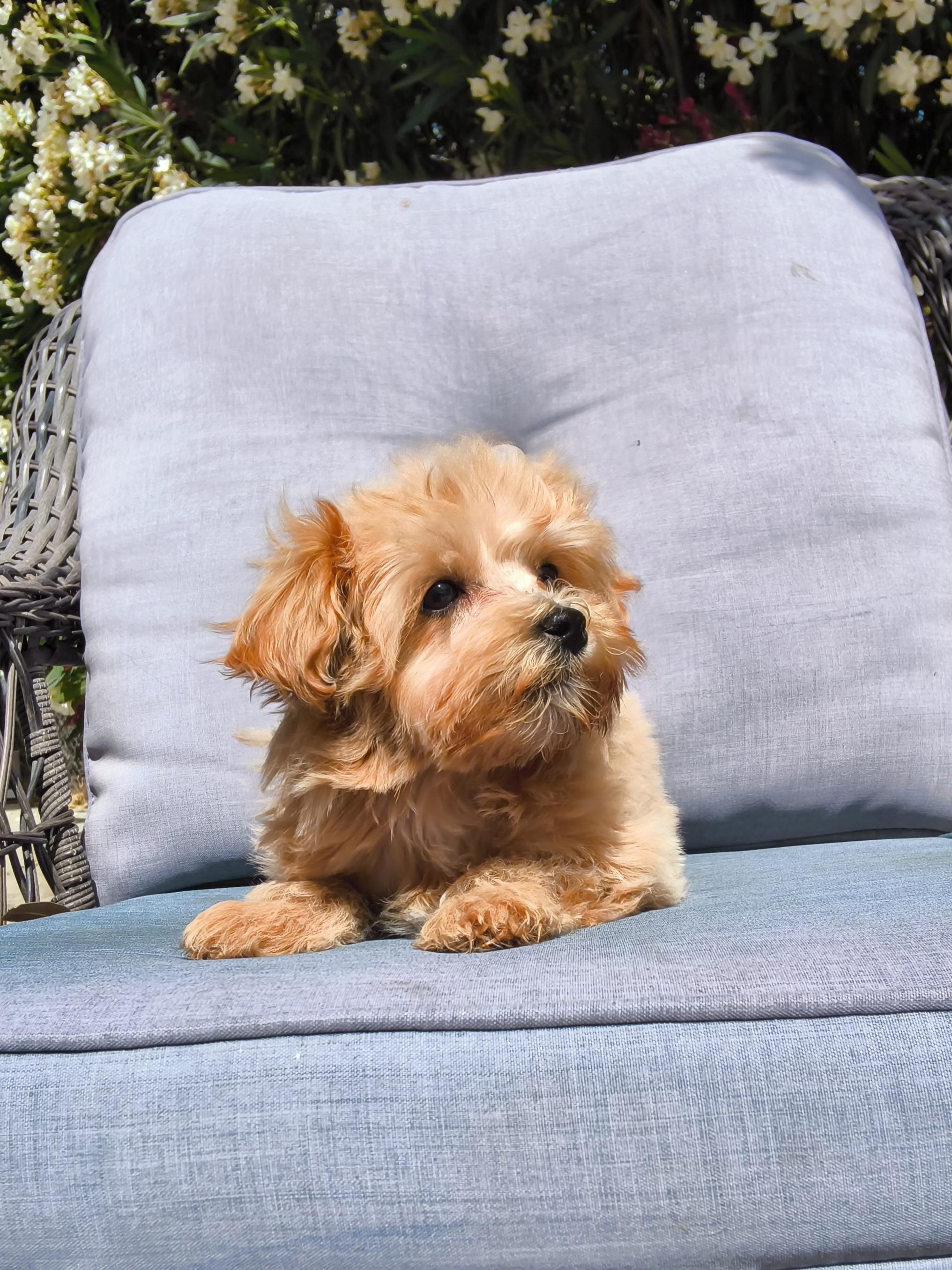 Rusty, an adopted mixed breed in ontario, CA image 3/5