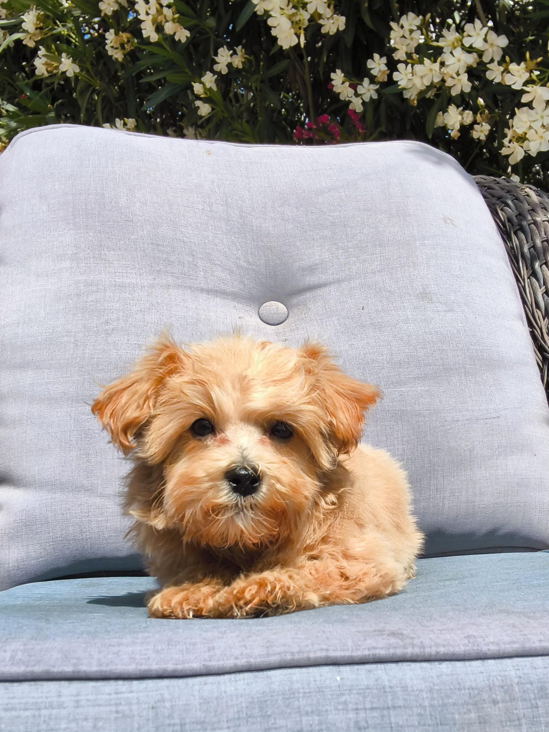 Rusty, an adopted mixed breed in ontario, CA image 2/5