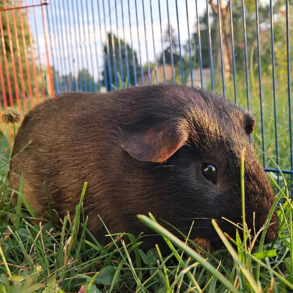 Larry M11243, Adoptable, Young Male Guinea Pig.