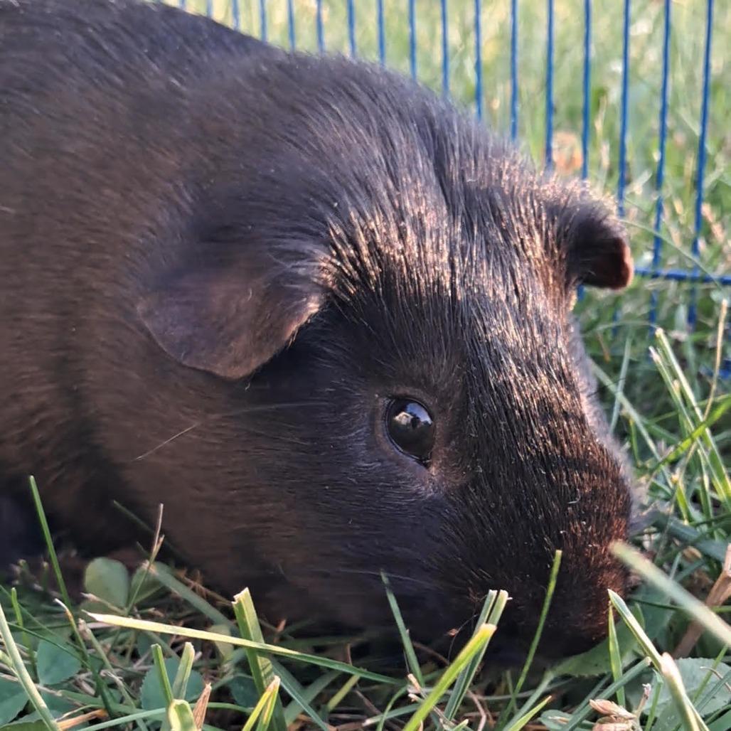 Larry M11243, a Adoptable Guinea Pig in Princeton, MN image 2/6