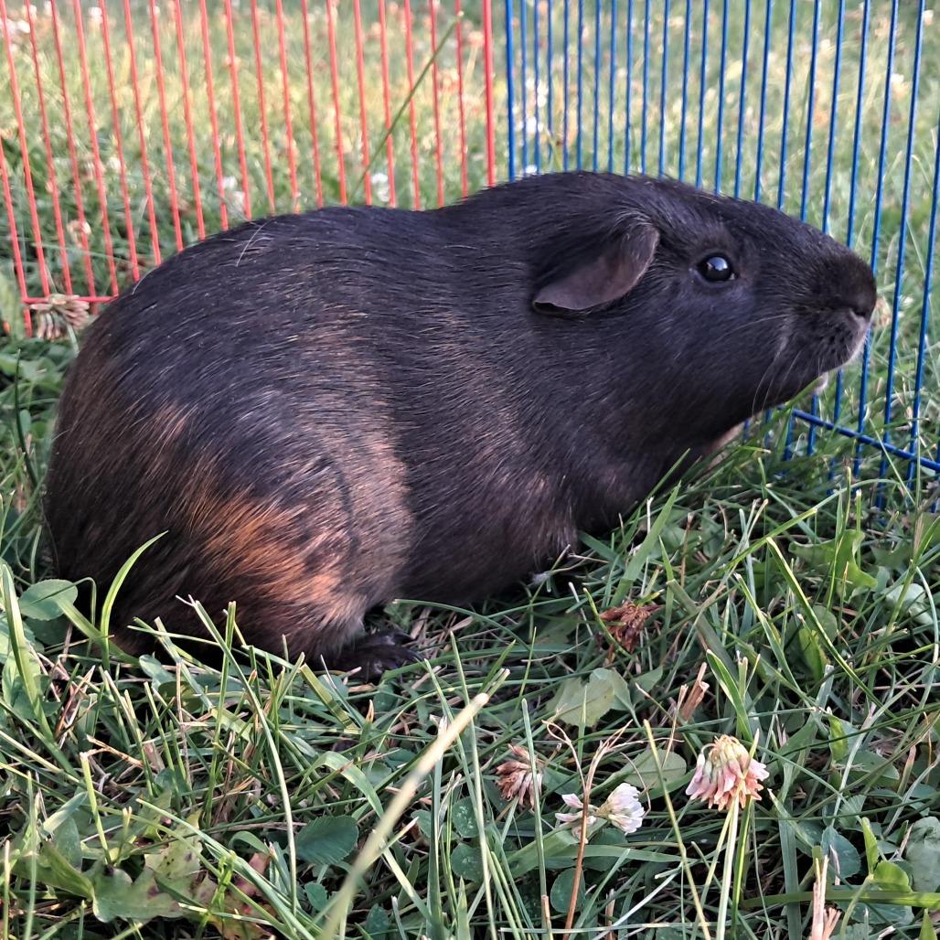 Larry M11243, a Adoptable Guinea Pig in Princeton, MN image 3/6