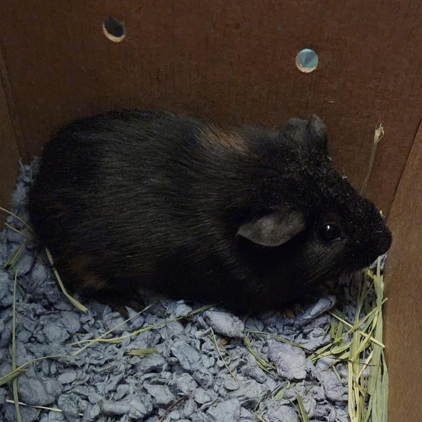Larry M11243, a Adoptable Guinea Pig in Princeton, MN image 4/6