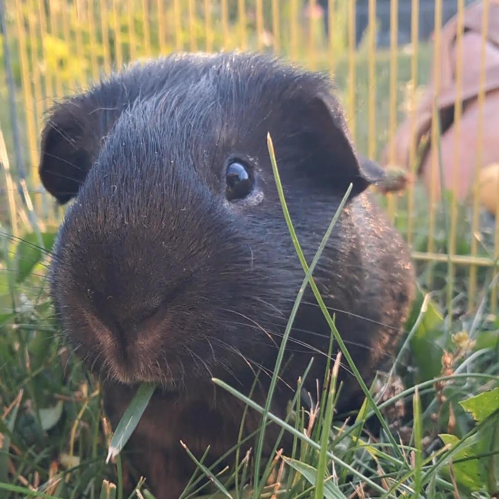 Larry M11243, a Adoptable Guinea Pig in Princeton, MN image 5/6