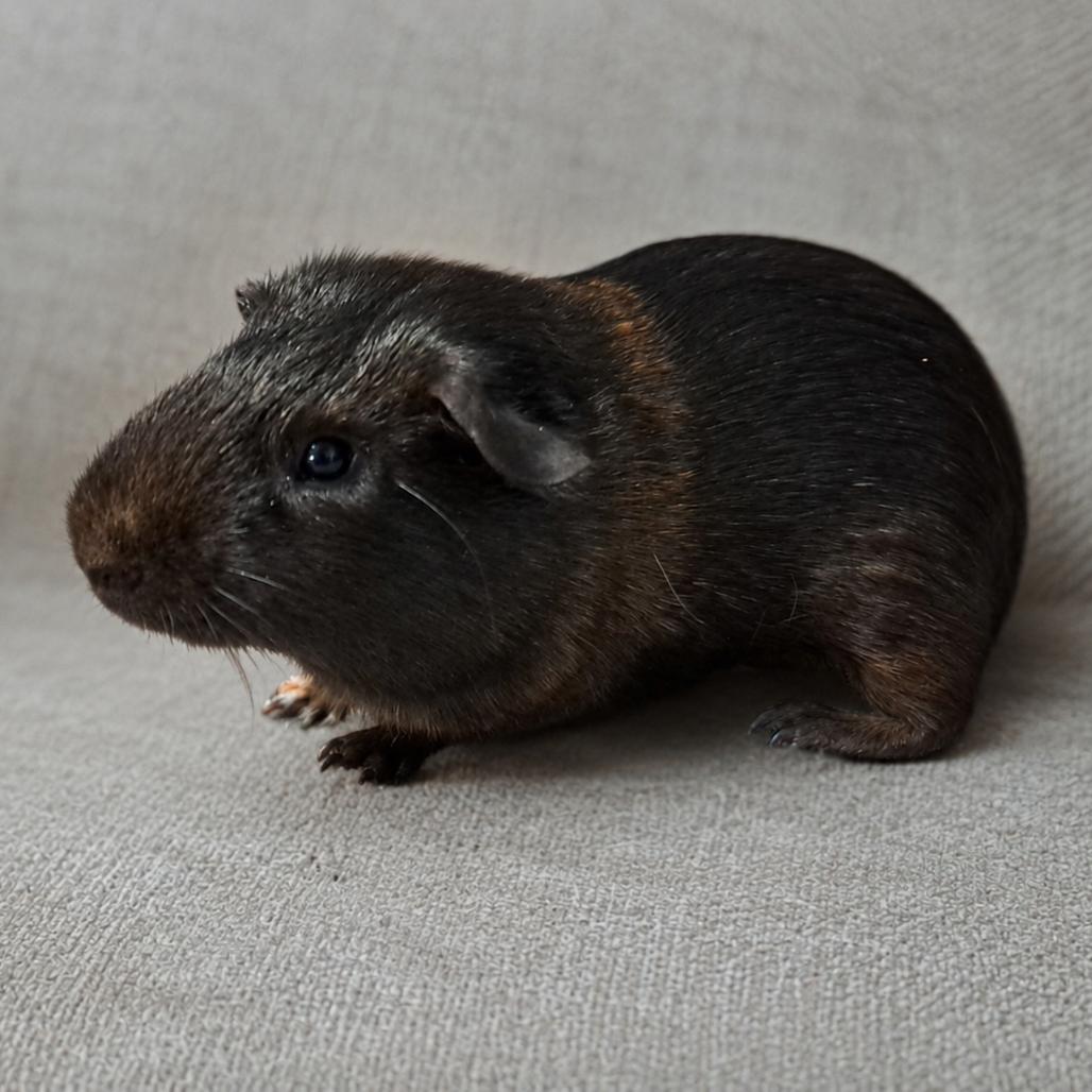 Larry M11243, a Adoptable Guinea Pig in Princeton, MN image 6/6