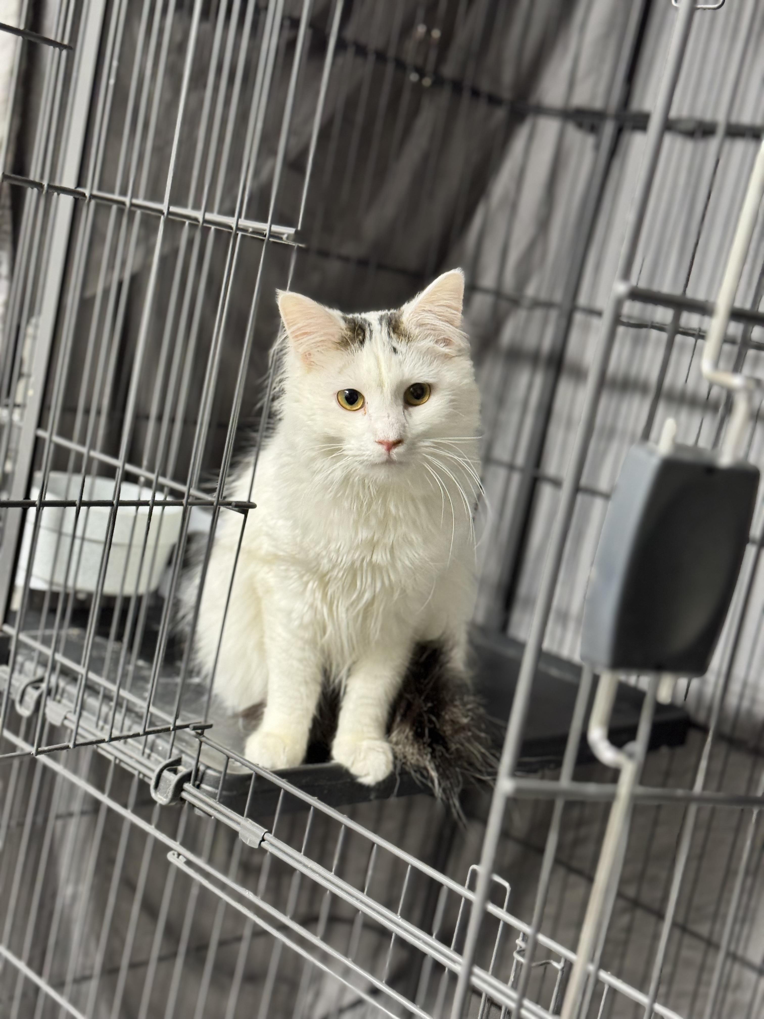 Pickles, adopted, Young Female Domestic Long Hair.