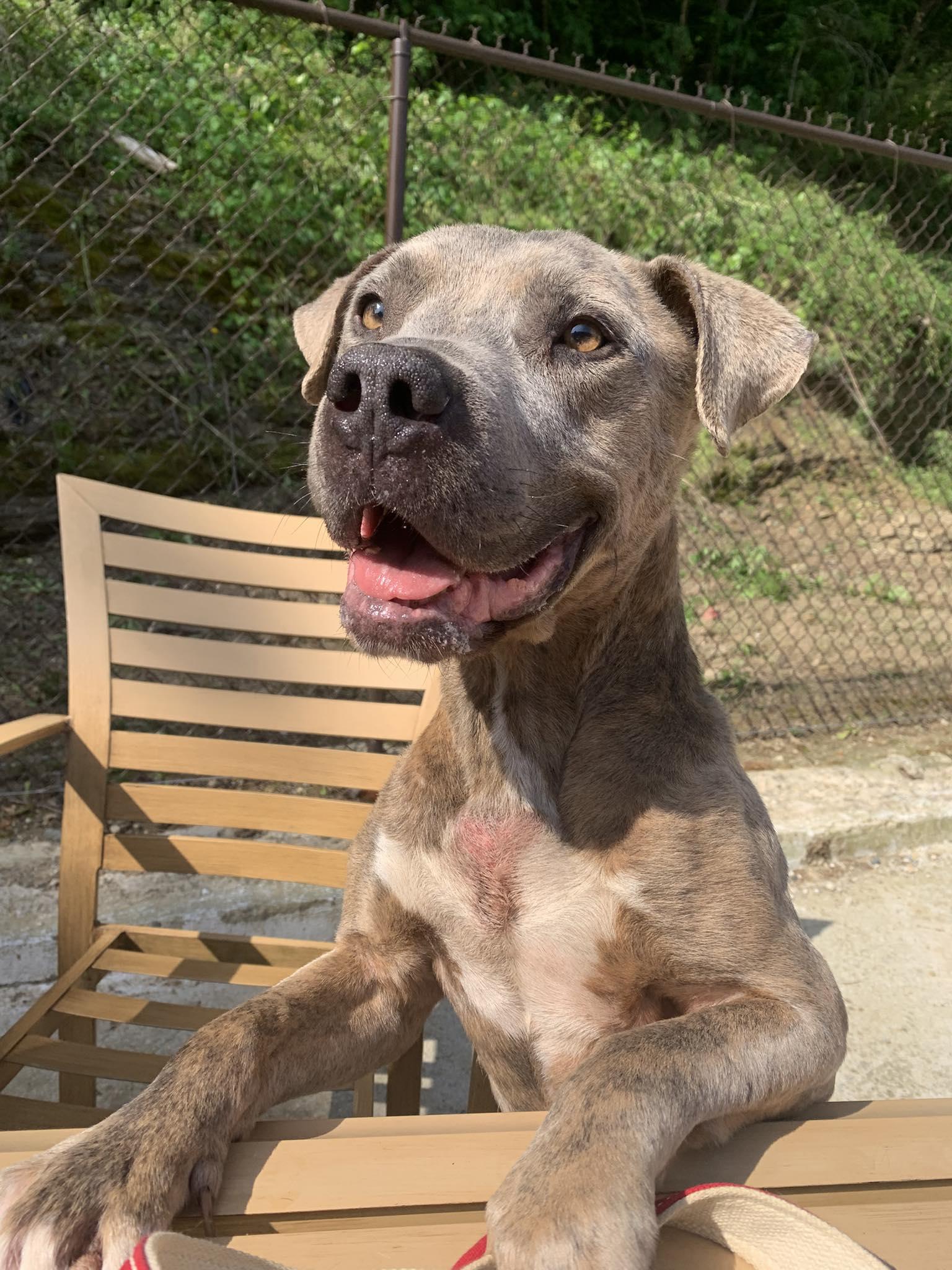 Enlarge Chewy, a ADOPTABLE mixed breed in Guntersville, AL image 1/4