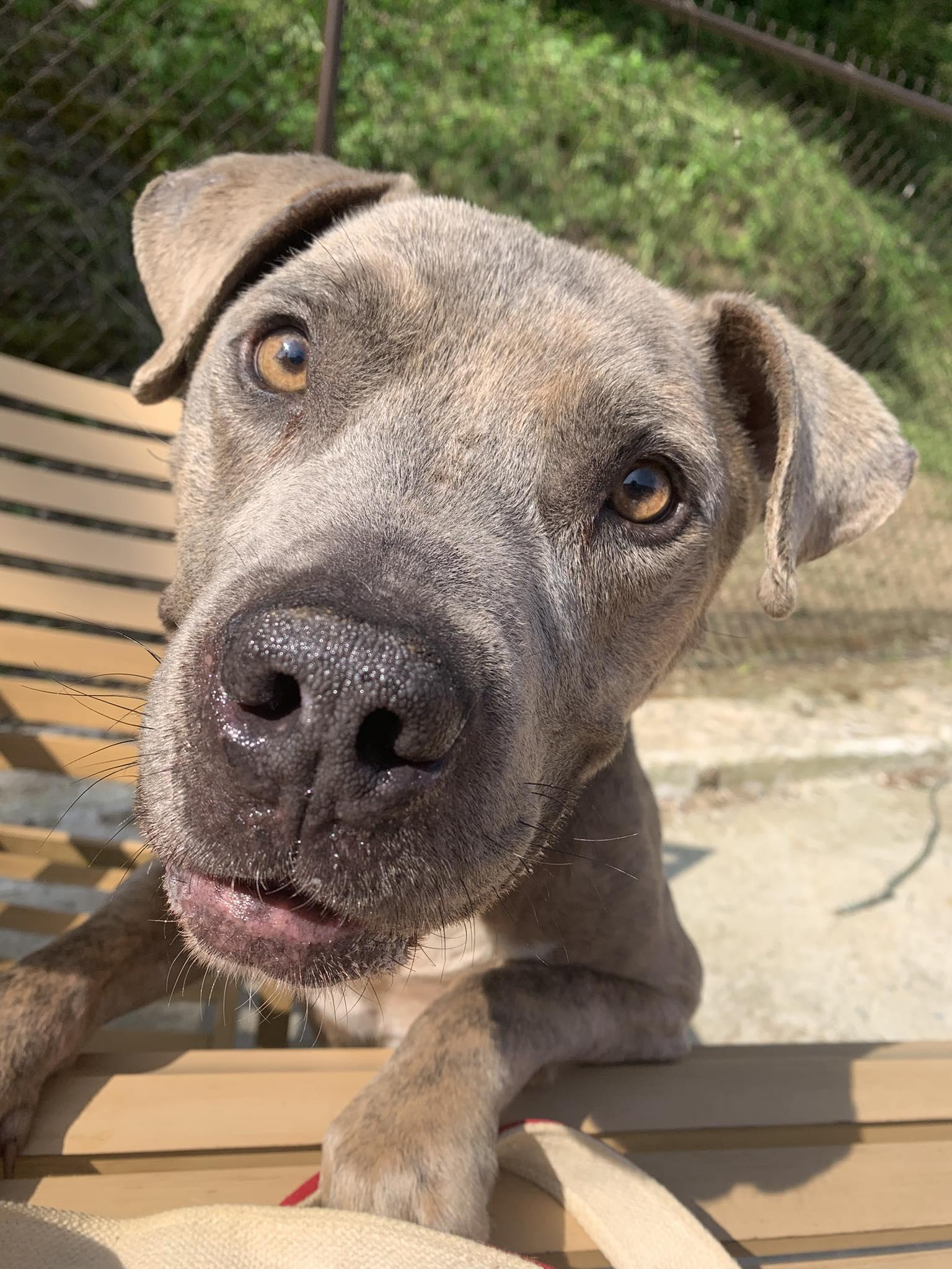 Enlarge Chewy, a ADOPTABLE mixed breed in Guntersville, AL image 2/4