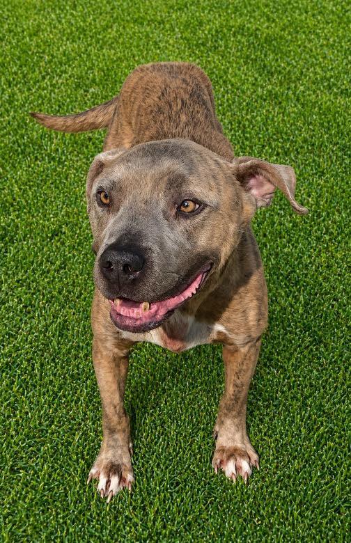 Enlarge Chewy, an adopted mixed breed in Guntersville, AL image 2/4